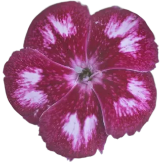 🌺 74b9326f цветок, розовый, природа, цветочный, растение, цветение, расцветание whatsapp sticker