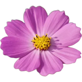 🌸 775cd697 цветок, растение, цветочный, розовый, лепесток, природа, космос whatsapp sticker