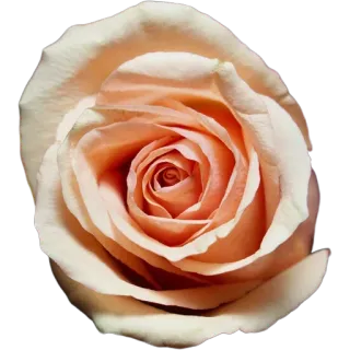 🌹 7aa8135f роза, цветок, лепесток, цветение, природа, растение, цветы whatsapp sticker