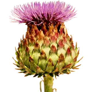 🪻 81677528 чертополох, цветок, растение, фиолетовый, природа, флора, цветение whatsapp sticker