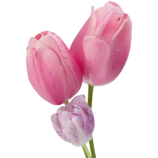 🌷 85674c13 цветы, тюльпаны, розовый, цветочный, весна, природа whatsapp sticker