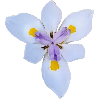 🪷 8a9ffeb1 цветок, цветочный, растение, белый, фиолетовый, природа whatsapp sticker