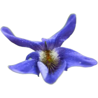 🪻 8f331114 цветок, фиалка, фиолетовый цветок, природа, цветочный whatsapp sticker