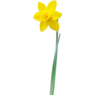 🌾 8fbd4665 нарцисс, цветок, желтый, весна, цветы, природа, растение whatsapp sticker