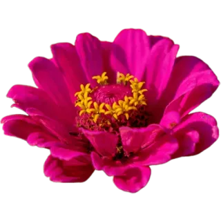 🌺 9402faa6 цветок, цинния, розовый, цветочный, цветение, природа, лепесток whatsapp sticker