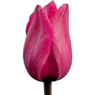 🌷 95f1bcc3 цветок, растение, природа, тюльпан, розовый whatsapp sticker