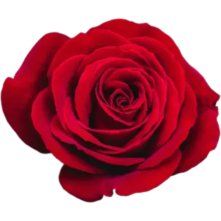 🌹 968794ed роза, цветок, красный, лепесток, цветочный, цветение, природа, растение whatsapp sticker