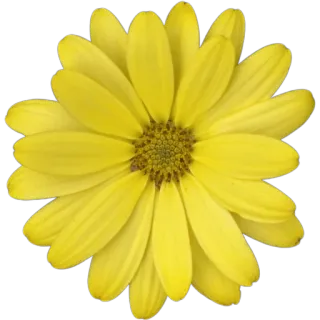 🌼 98b59f80 цветок, желтый, ромашка, цветочный, природа, растение, лепесток, цветение whatsapp sticker