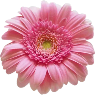 🌸 9a9f10f8 цветок, розовый, гербера, ромашка, цветочный, природа, цветение whatsapp sticker