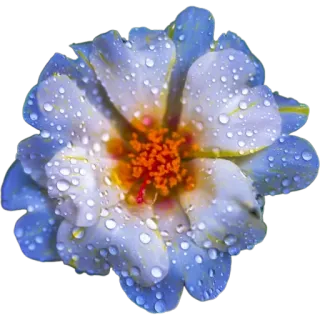 🪷 9b5c160c цветок, природа, растение, цветочный, цветение, роса, капли воды whatsapp sticker