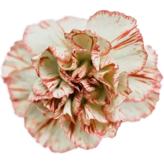 🪷 a8eb5f01 цветок, гвоздика, цветение, цветочный, растение, природа whatsapp sticker