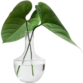 🌱 ad4f4dfa растение, ваза, лист, зеленый, вода, стекло, декор whatsapp sticker