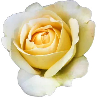 🌹 b498ae0d цветок, роза, белая роза, жёлтая роза, цветочный, цветение, лепесток, природа whatsapp sticker