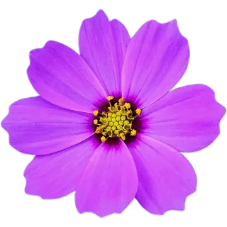 🌸 bac628b2 цветок, фиолетовый, природа, цветочный, цветение, растение, лепесток whatsapp sticker