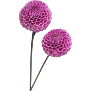 🪻 bbe7e088 цветы, фиолетовый, георгин, природа, цветы, цветочный whatsapp sticker