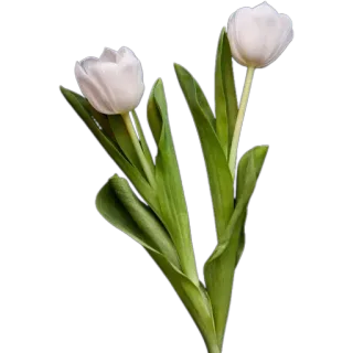 💐 c062c098 цветок, тюльпан, белый, растение, цветение, флора, цветочный whatsapp sticker