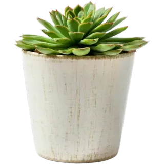 🪴 c0646089 суккулент, растение, комнатное растение, горшок, эхеверия, садоводство, природа whatsapp sticker