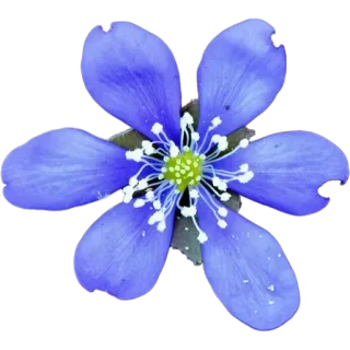 🪻 c4d429ba цветок, синий, лепесток, природа, цветочный, растение whatsapp sticker