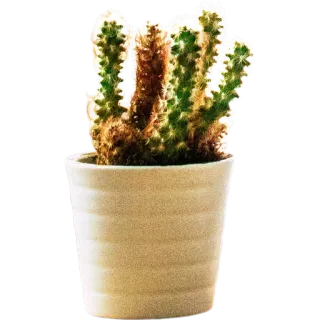 🪴 c7ced456 кактус, растение, суккулент, горшок, природа, ботаника whatsapp sticker