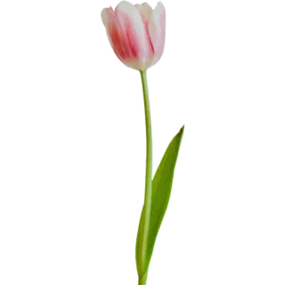 🌷 c85da66a цветок, тюльпан, розовый, растение, цветочный, весна, природа whatsapp sticker