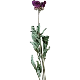 🥀 c88a111e цветок, фиолетовый, сушеный, природа, растение, цветочный whatsapp sticker