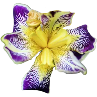 🪷 c8eac1eb цветок, цветочный, ирис, фиолетовый, желтый, ботанический whatsapp sticker