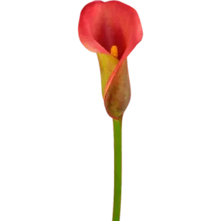 🌷 cb35d27e Калла, Цветок, Растение, Красный, Природа whatsapp sticker