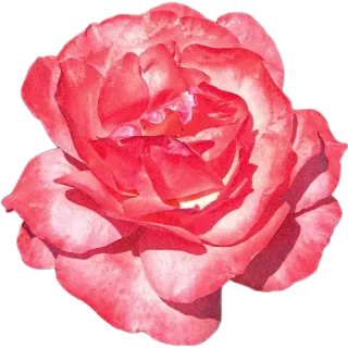 🌺 cc98cb72 цветок, роза, цветы, растение, цветение, красный, природа whatsapp sticker