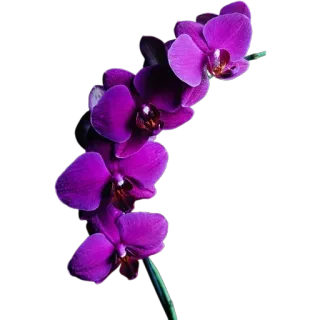 🪻 cdeee34e орхидея, цветок, фиолетовый, природа, цветение, цветочный, растение whatsapp sticker