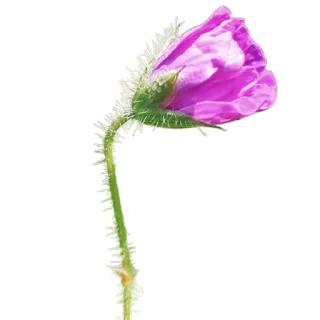 🥀 eb536439 цветок, розовый, растение, природа, цветение, цветок whatsapp sticker