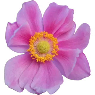 🌸 efbe6064 цветок, розовый, цветочный, природа, анемон, растение, цветение whatsapp sticker