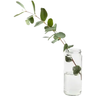 🌾 f1724ac2 эвкалипт, растение, листья, стеклянная банка, вода, зеленый whatsapp sticker