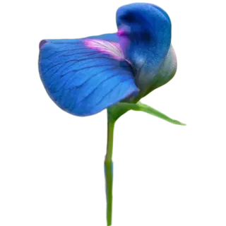 🪻 f1a5ddf7 цветок, синий, растение, природа, цветение, цветочный whatsapp sticker