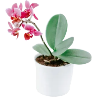 🪴 f447d5c1 орхидея, цветок, растение, горшок, комнатное растение, розовый whatsapp sticker