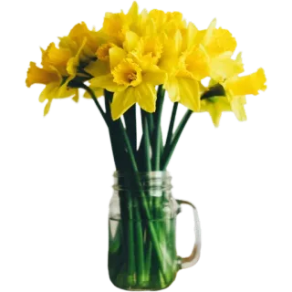 🌼 f7e82433 нарциссы, цветы, букет, весна, желтый, ваза, цветочный whatsapp sticker