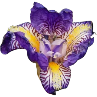 🪻 fdeea6a7 Ирис, Цветок, Фиолетовый, Желтый, Цветочный, Природа, Ботанический whatsapp sticker