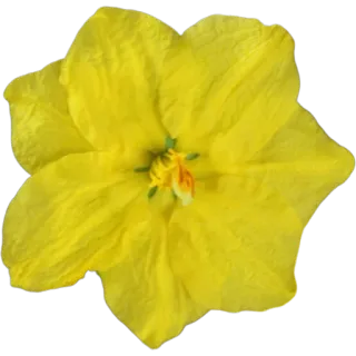 🌼 fef7bb45 цветок, желтый, цветение, растение, цветочный, цвести whatsapp sticker