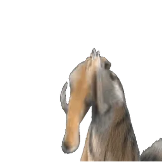 🤩 1c930081 животное, собака, наклейки telegram sticker