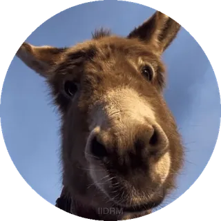 🙂 0bf86812 Donkey Shrek donkey, animal, cartoon, funny, meme, shrek, dreamworks, character telegram sticker