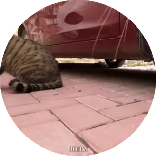 😡 17b4761e cat, animal, pet, tabby telegram sticker