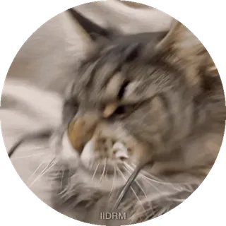 😎 73905739 cat, pet, animal, mammal telegram sticker