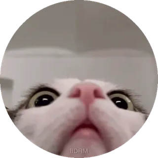 😳 75242c1f IIDRM cat, funny, meme, animal, pet, wide angle, looking up telegram sticker