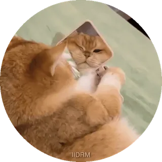 🥰 7669f0ab IIDRM cat, cute, animal, pet, kitten, playful telegram sticker