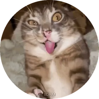 🤪 7a23f56b cat, animal, pet, tongue, funny, sticker telegram sticker