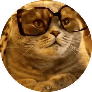 😎 93cc9851 cat, glasses, animal, pet, funny, cute telegram sticker