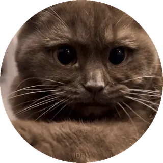 👀 9576340a IIDBM cat, sad, brown, animal, sticker telegram sticker