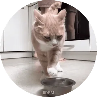 😠 9e974f5a IIDRM cat, pet, animal, domestic animal, food, bowl telegram sticker