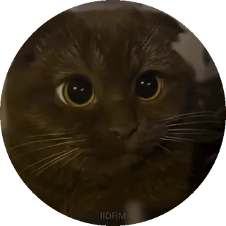 😨 d47e1fac cat, animal, cute, pet, sticker, eyes telegram sticker