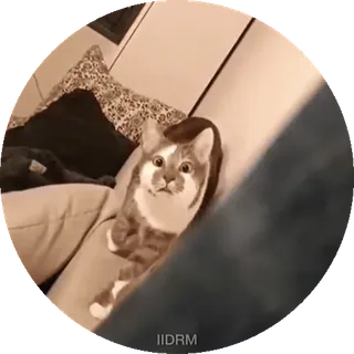 🤨 dc82bd8f IIDRM cat, meme, cute, animal, pet, domestic animal telegram sticker