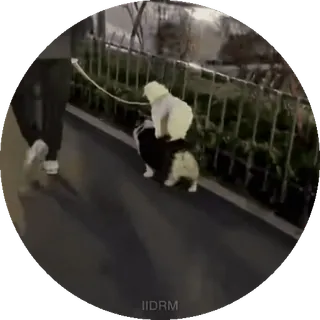 🙃 de5d4f19 dog, cute, animal, pet, walking, outdoors telegram sticker